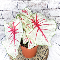 Caladium Bicolor ‘White Queen’ – Decorative Foliage Plant with White Leaves and Red Veins