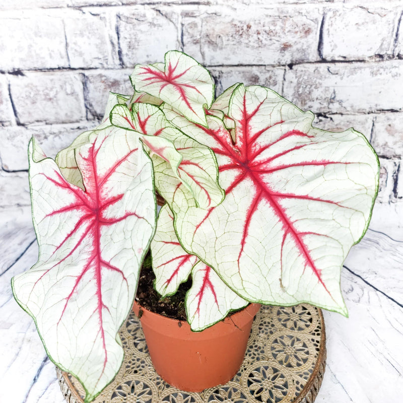 Caladium Bicolor ‘White Queen’ – Decorative Foliage Plant with White Leaves and Red Veins