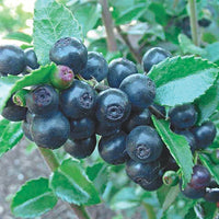 Blue Evergreen Huckleberry Vaccinium ovatum shrub with glossy dark green leaves, pinkish-white bell-shaped flowers, and ripe blue-black berries