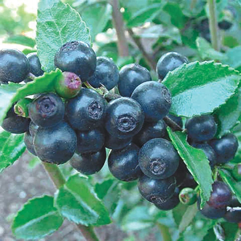 Blue Evergreen Huckleberry Vaccinium ovatum shrub with glossy dark green leaves, pinkish-white bell-shaped flowers, and ripe blue-black berries