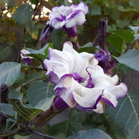 Datura fastuosa seeds for ornamental flowering plant cultivation