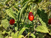Red Teardrop Manzano Pepper – Hot Garden Vegetable Seeds