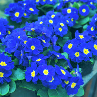 Primrose Flower Seeds – Perennial Flower Seeds