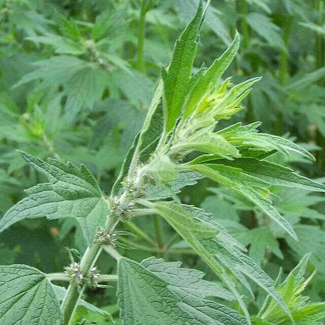 Organic Motherwort herb garden seeds for growing Leonurus cardiaca
