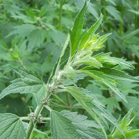 Leonurus cardiaca Organic Motherwort herb planting seeds