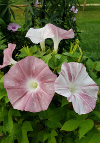 Silver Stars Japanese – Garden Flower Seeds