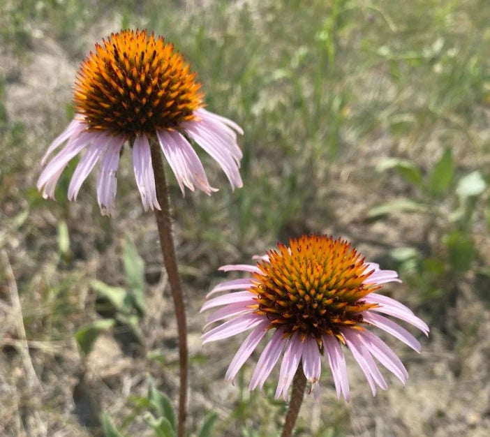 Narrow-Leaved Coneflower perennial flowering plant for sunny gardens and prairie-inspired landscapes