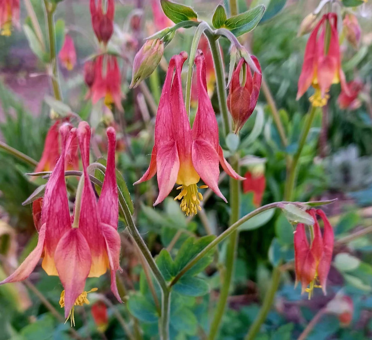 Wild Columbine Aquilegia canadensis plant seeds for perennial gardens