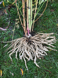 Sium sisarum Planting Seeds – Skirret Garden Plant