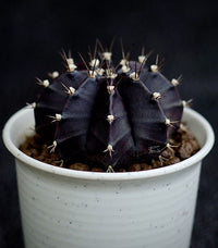 Black Widow Gymnocalycium Mihanovichii – Decorative Cactus Garden Seeds