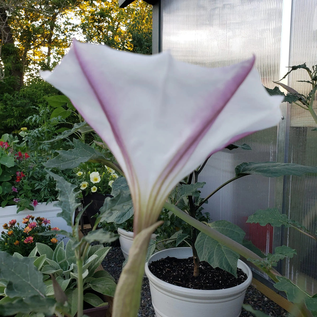 Torna Loco Datura Datura ceratocaula plant seeds for botanical gardening