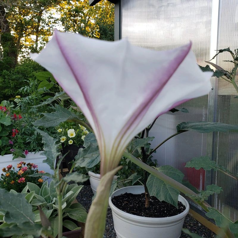 Torna Loco Datura Datura ceratocaula plant seeds for botanical gardening