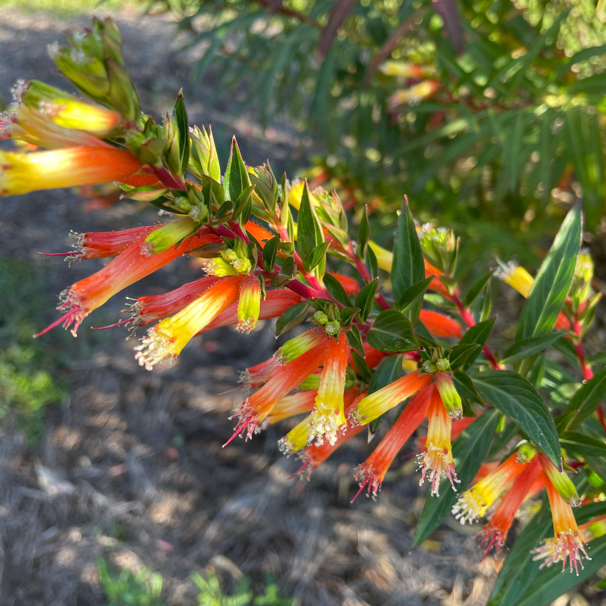 Cuphea micropetala Seeds – Candy Corn Plant, Heirloom, Non-GMO, Easy to Grow, Perennial