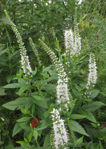 Culvers Root Veronicastrum Virginicum – Perennial Wildflower Garden Seeds
