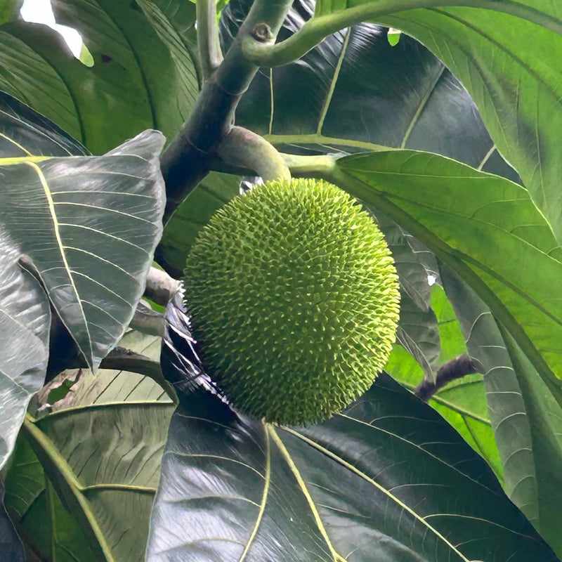 Breadfruit (Artocarpus Altilis) Seeds for Planting – Heirloom, Non-GMO, Easy to Grow, Tropical Tree Variety