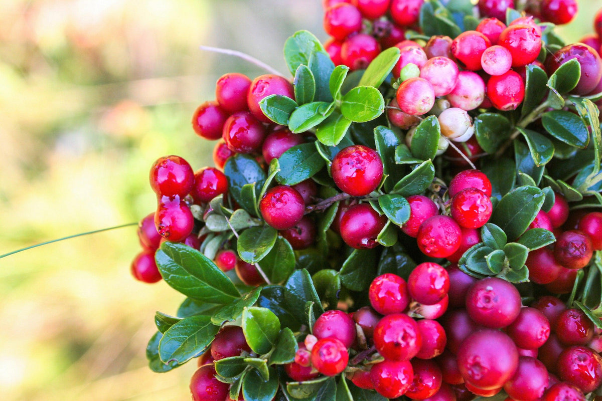 Mountain Cranberry Vaccinum – Perennial Fruit Seeds