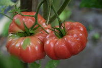 Giant Belgium Tomato – Heirloom Vegetable Seeds