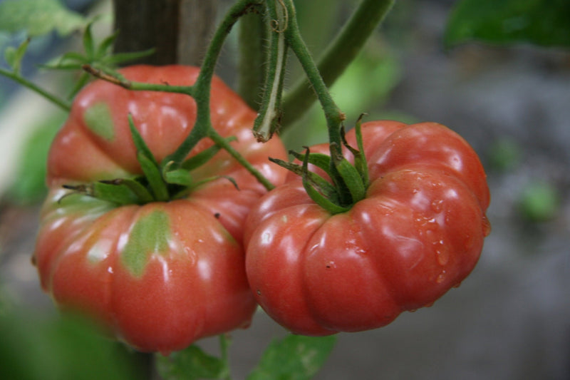 Giant Belgium Tomato – Heirloom Vegetable Seeds