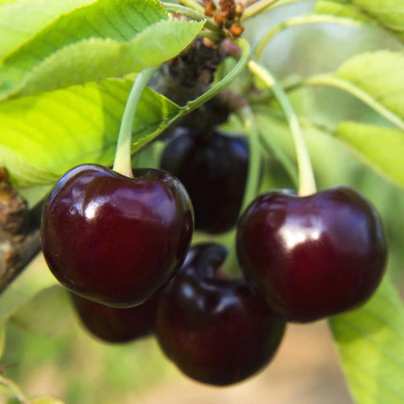 Black Cherry – Garden Fruit Seeds