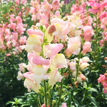 Snapdragon Antirrhinum Lipstick – Colorful Flower Seeds