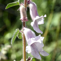 Organic Zimbabwe Foxglove (Ceratotheca triloba) ornamental flowering plant with upright hairy stems, broad three-lobed green leaves, and delicate lavender trumpet-shaped flowers featuring darker purple markings in a garden.