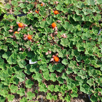 Dichondra “Emerald Carpet” Seeds for Planting – Heirloom, Non-GMO, Low-Growing Groundcover, Easy to Grow, Perennial