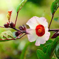 Roselle Hibiscus Seeds – Hibiscus sabdariffa for Garden Planting