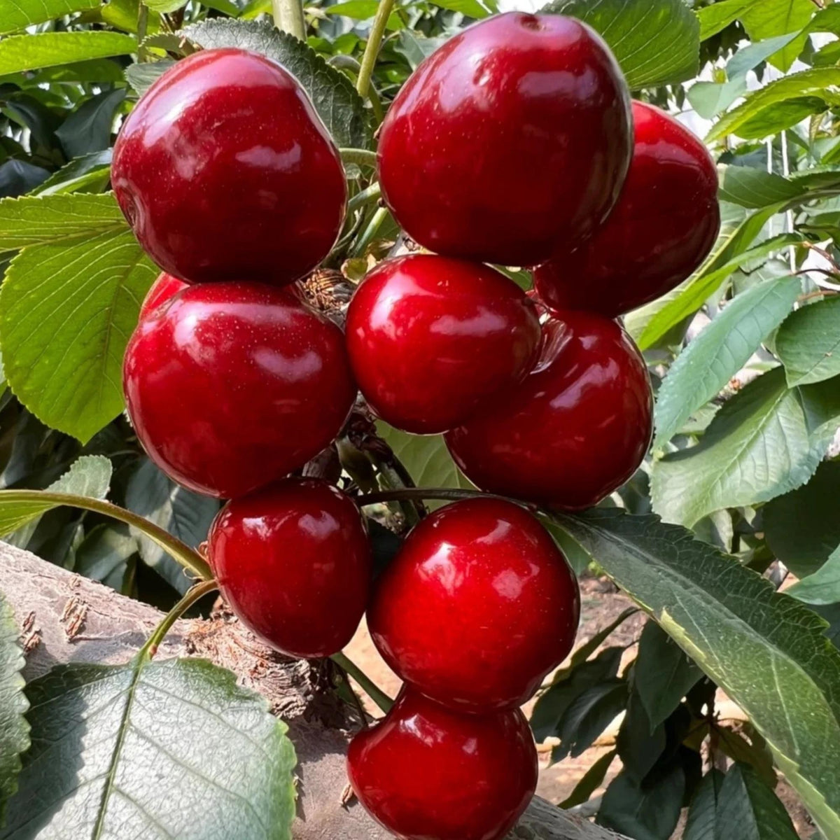 Cherry (Prunus avium) Seeds for Planting – Heirloom, Non-GMO, Easy to Grow, Fruit-Bearing Variety