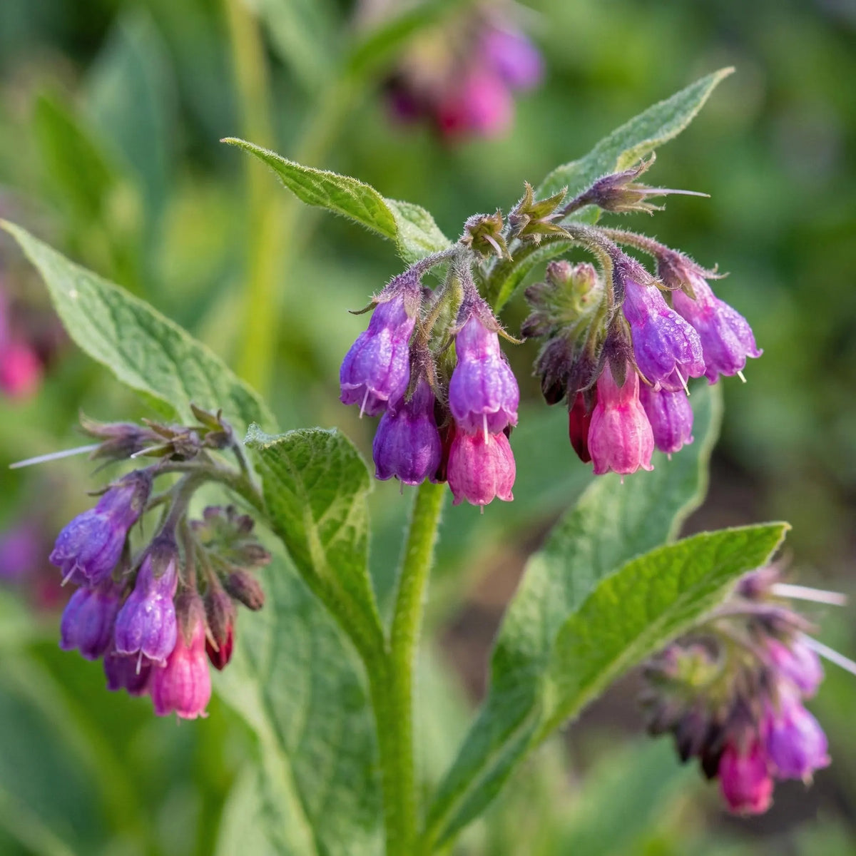 Symphytum officinale True Comfrey plant with broad green leaves and clusters of bell-shaped flowers
