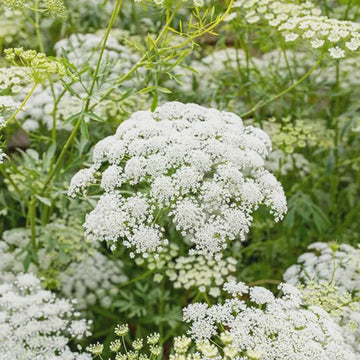 Ammi visnaga Khella Bishop’s Flower planting seeds for growing an ornamental plant with delicate foliage and white flower clusters