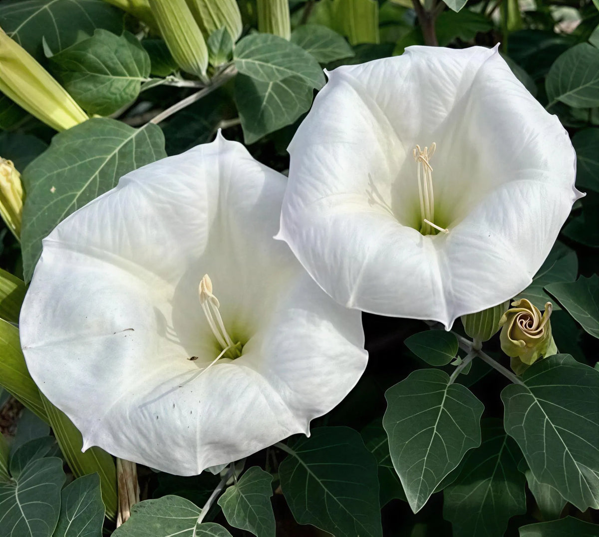 Moonflower Datura Datura inoxia ornamental plant for outdoor flower beds and moon gardens