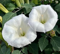 Moonflower Datura Datura inoxia ornamental plant for outdoor flower beds and moon gardens