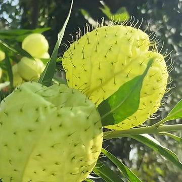 Swan Plant Asclepias physocarpa with cream-white flowers, slender green leaves, and distinctive balloon-shaped seed pods growing in a botanical garden