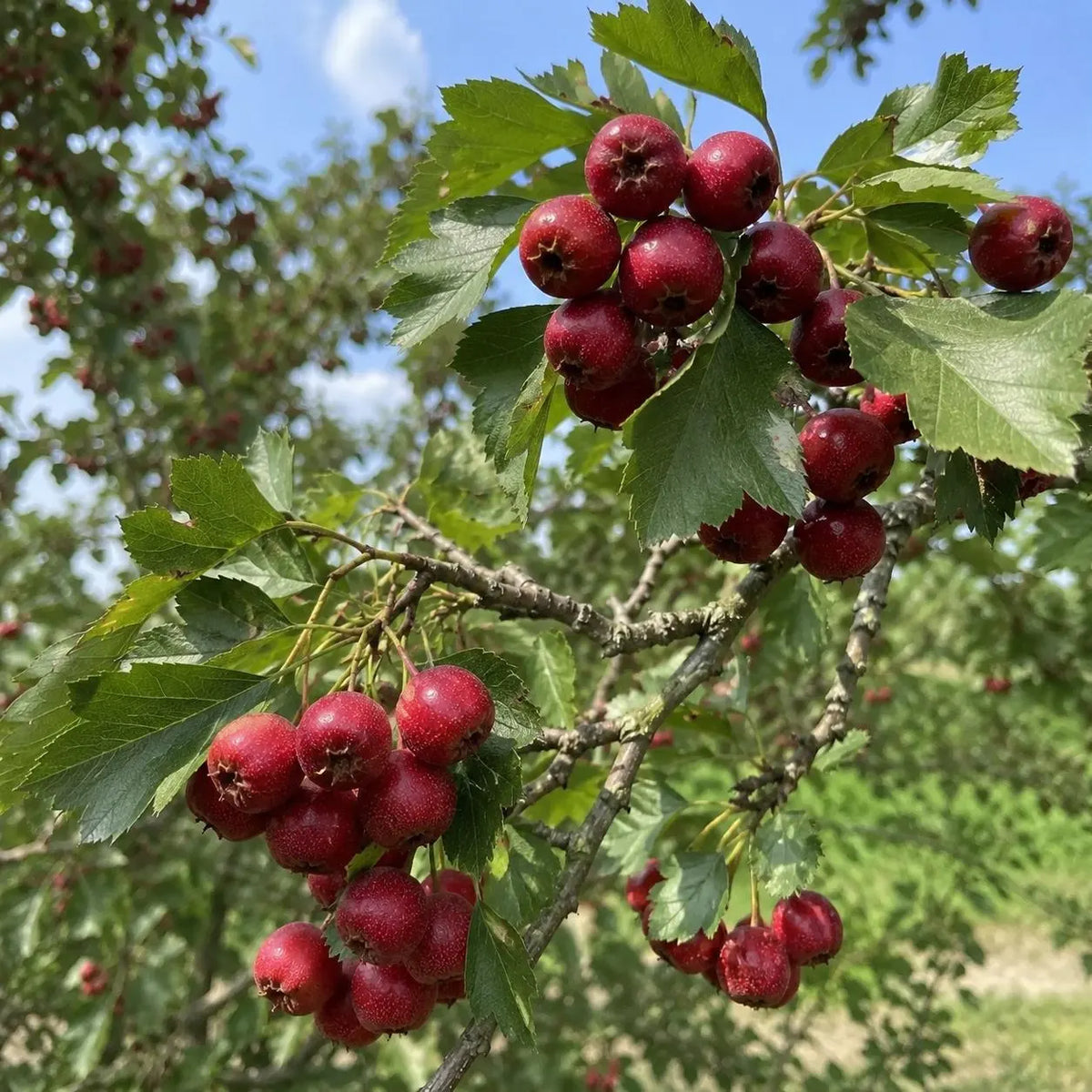 Shan Zha Chinese Hawthorn Crataegus pinnatifida fruit tree with deeply lobed green leaves and rounded red fruits