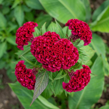 Organic Cockscomb Celosia cristata plant seeds for ornamental garden planting