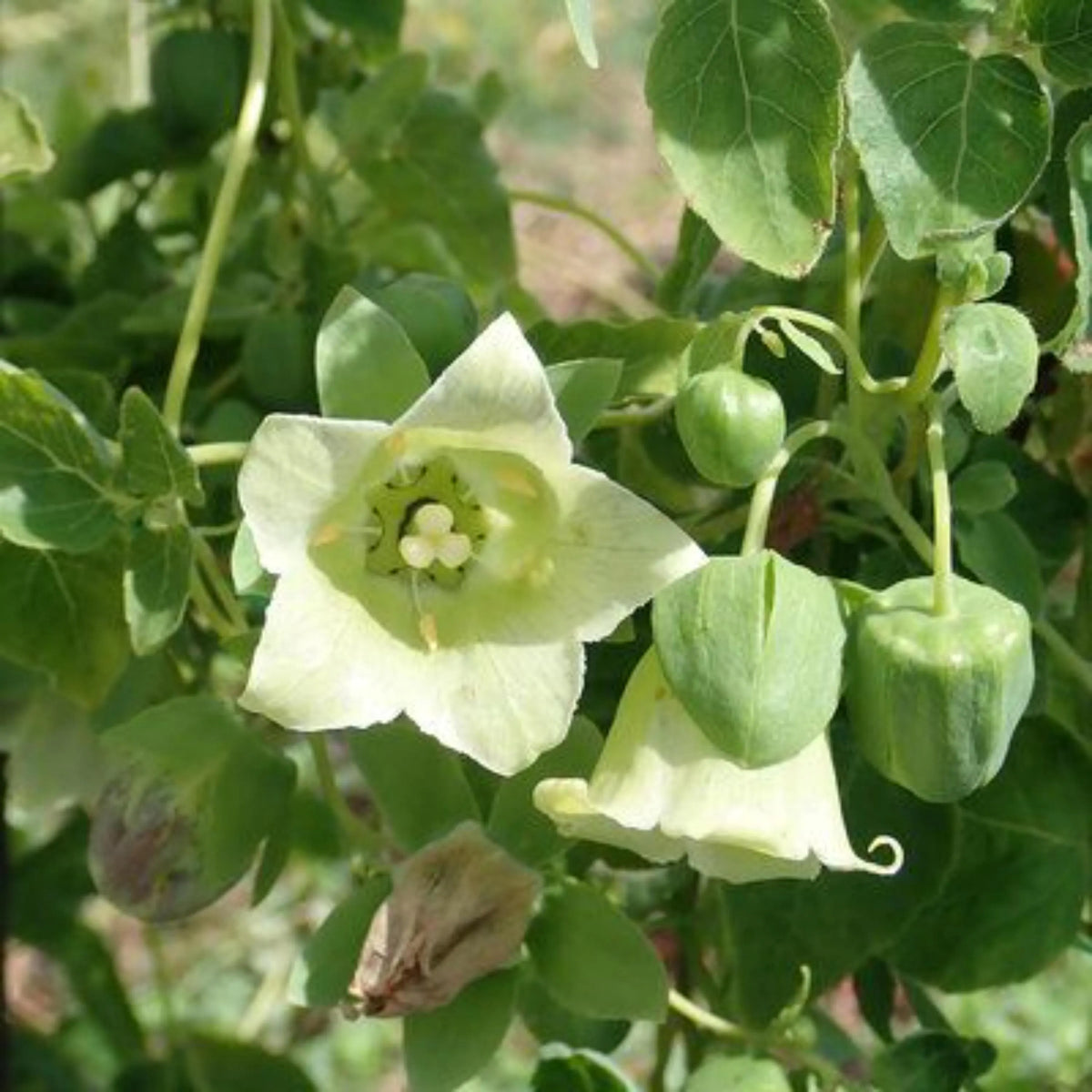 Dang Shen botanical plant with bell-shaped flowers growing in a garden