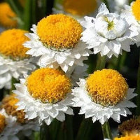 Ammobium Alatum Grandiflorum – Hardy Perennial Garden Flower Seeds