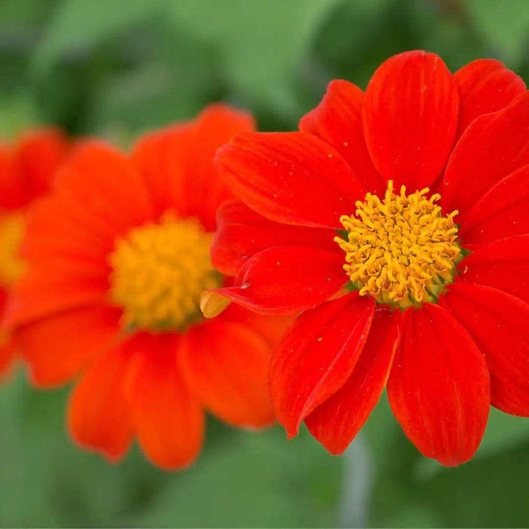 Mexican Sunflower Tithonia rotundifolia Seeds for Colorful Annual Flower Gardens and Landscape Growing