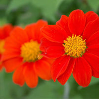 Mexican Sunflower Tithonia rotundifolia Seeds for Colorful Annual Flower Gardens and Landscape Growing