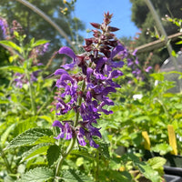 Organic Dan Shen Salvia miltiorrhiza garden seeds for perennial herb cultivation