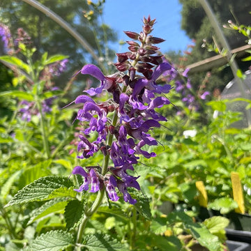 Organic Dan Shen Salvia miltiorrhiza garden seeds for perennial herb cultivation