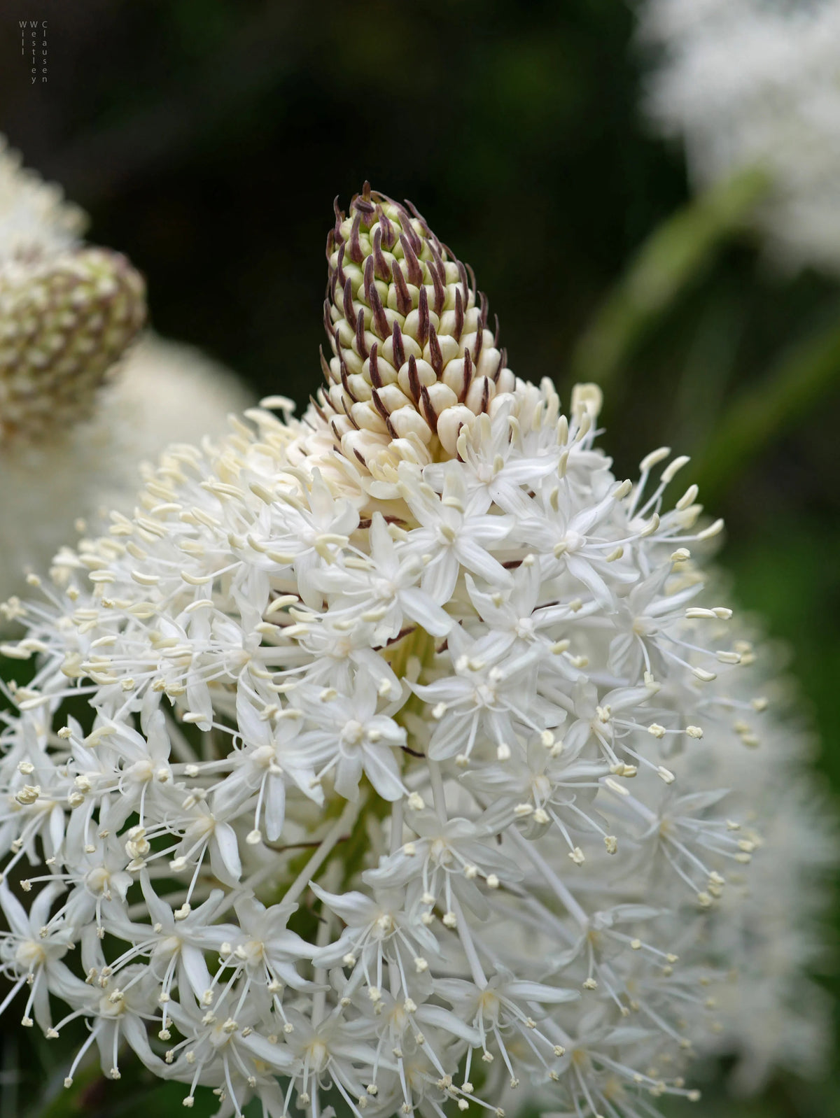 Bear Grass Seeds ,Xerophyllum tenax  for Ornamental Garden Planting