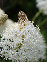Bear Grass Seeds ,Xerophyllum tenax  for Ornamental Garden Planting