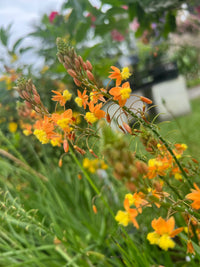 Bulbine frutescens succulent perennial with fleshy green foliage