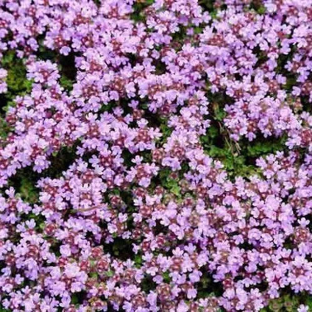 THYMUS SERPYLLUM SEEDS - CREEPING THYME WILD BRECKLAND THYME SEEDS - Herb Seeds