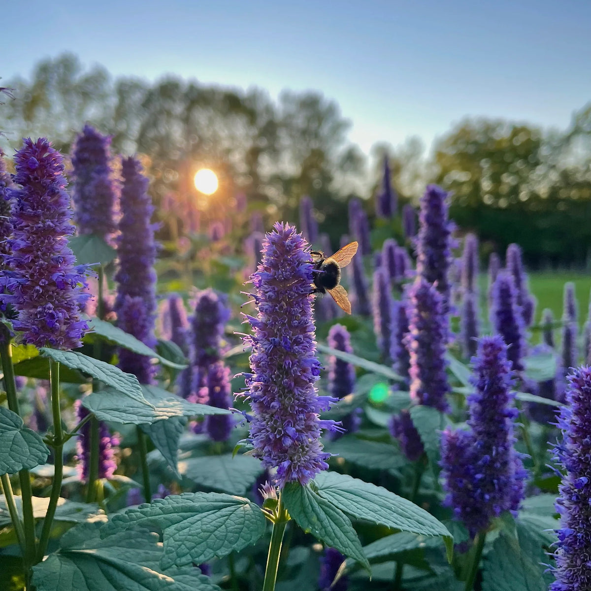 Essential Medicinals Hyssop product for growing Hyssopus officinalis in home gardens.