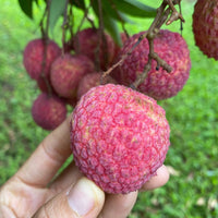 Sweetheart Lychee Seeds for Planting – Heirloom, Non-GMO, Litchi chinensis, Easy to Grow