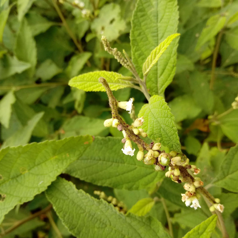 Erva Baleeira Cordia verbenacea garden seeds for home gardening