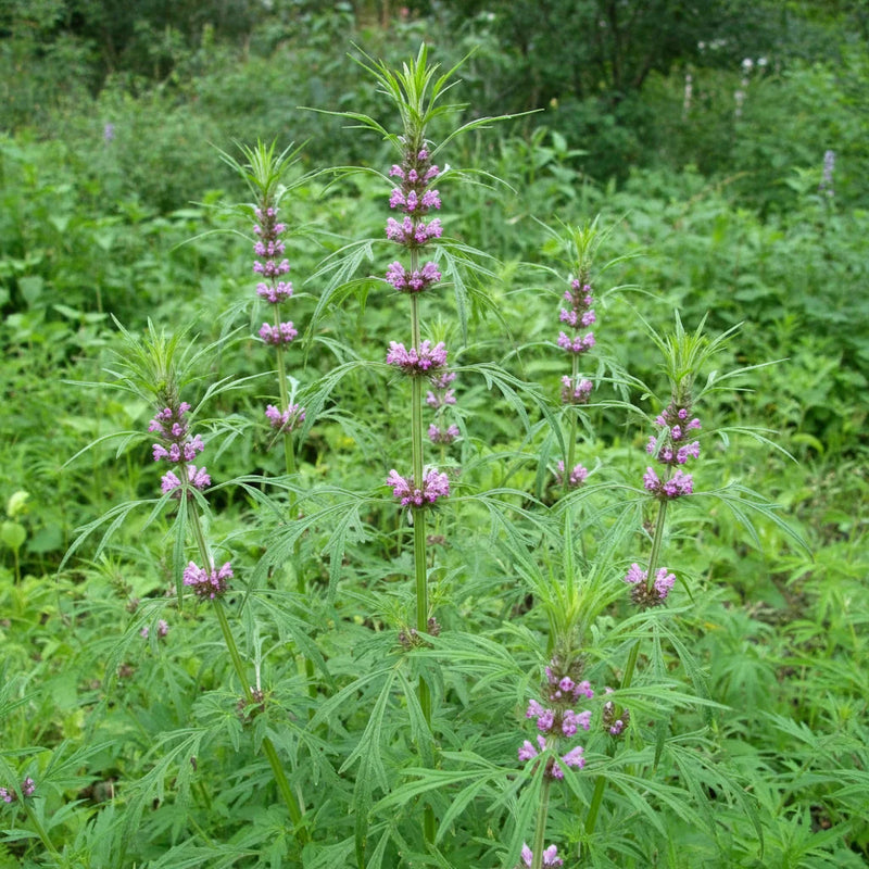 Leonurus sibiricus Siberian Motherwort herb planting seeds