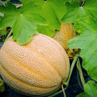 Jumbo Cantaloupe Seeds – Garden Flower Seeds